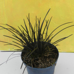 Ophiopogon japonicus ‘Hosoba Kokuryu’