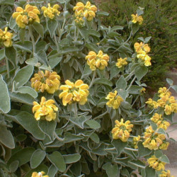 Phlomis fruticosa - Sauge de Jérusalem