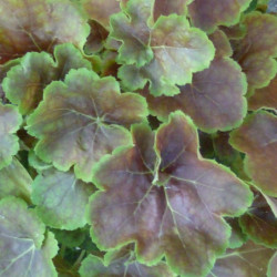 Heuchera ‘Miracle’ - Heuchère