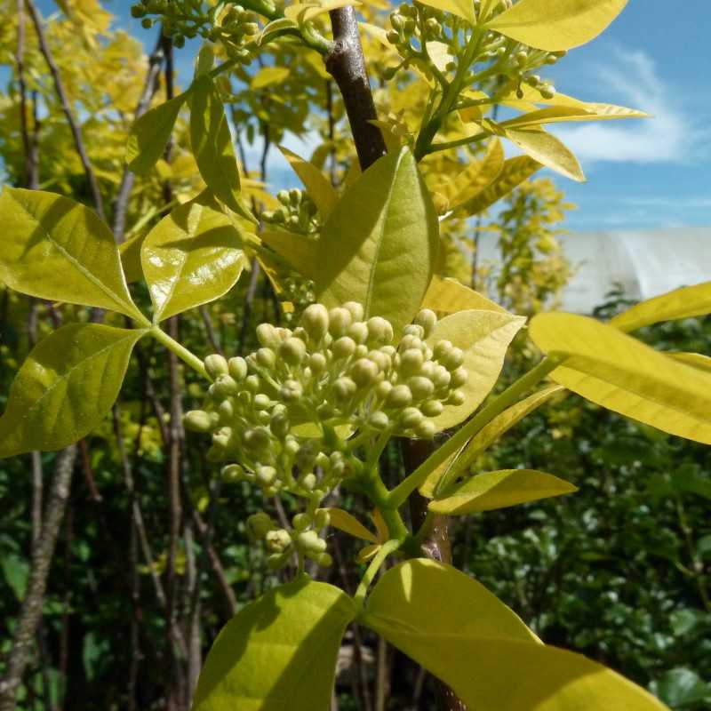 Ptelea trifoliata ‘Aurea’ - Orme de Samarie doré