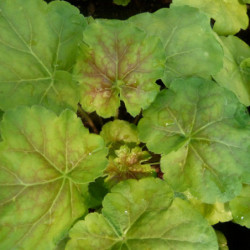 Heuchera ‘Miracle’ - Heuchère