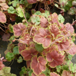 Heuchera ‘Miracle’