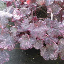 Heuchera ‘Midnight Rose’ - Heuchère