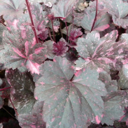 Heuchera ‘Midnight Rose’ - Heuchère