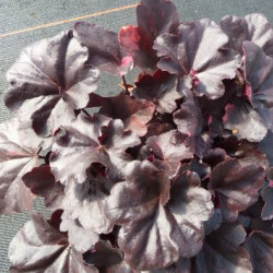 Heuchera ‘Midnight Rose’ - Heuchère