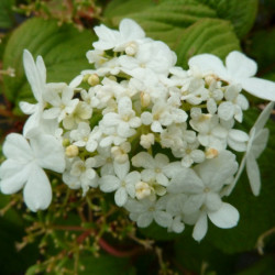 Viburnum plicatum ‘Lanarth’