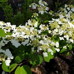 Viburnum plicatum ‘Lanarth’