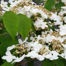 Viburnum plicatum ‘Lanarth’