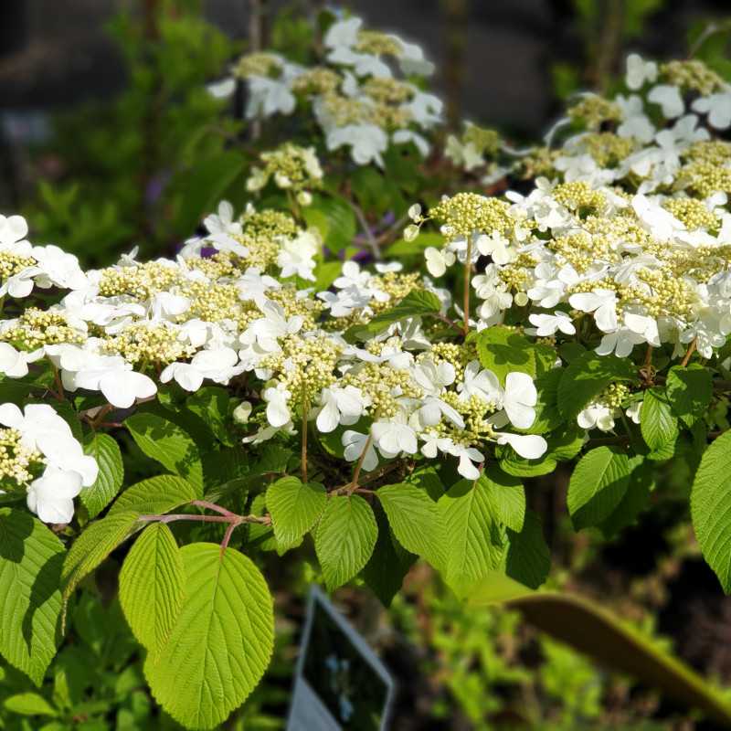 Viburnum plicatum ‘Lanarth’