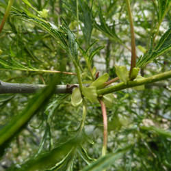 Alnus glutinosa ‘Impérialis’ - Aulne glutineux