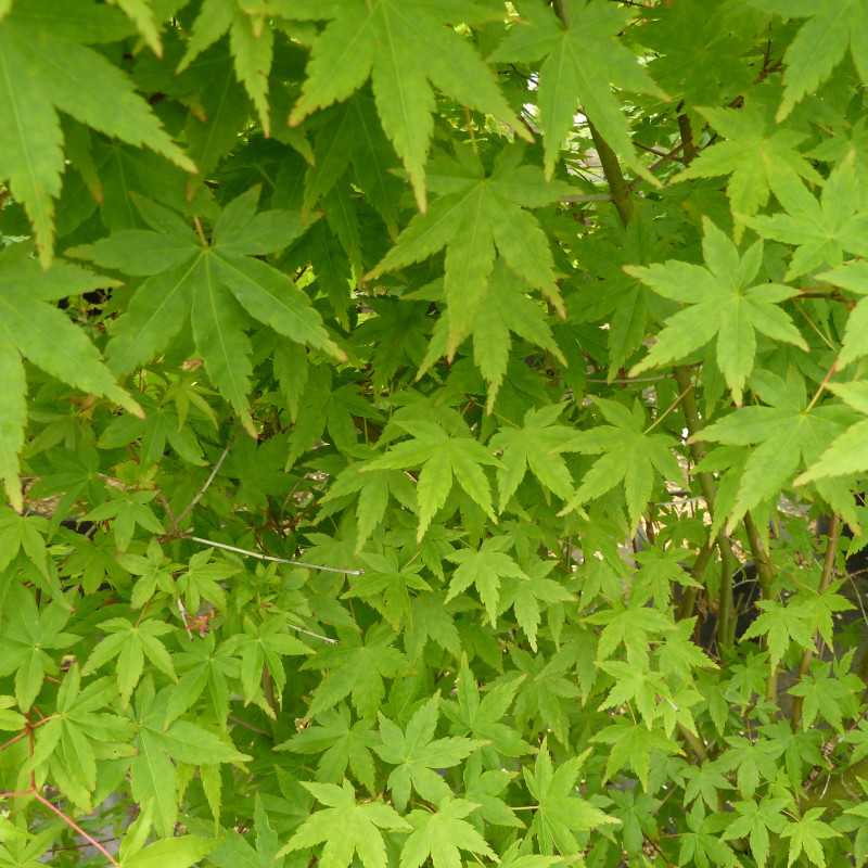 Acer palmatum ‘Ueno Yama’ - Érable japonais