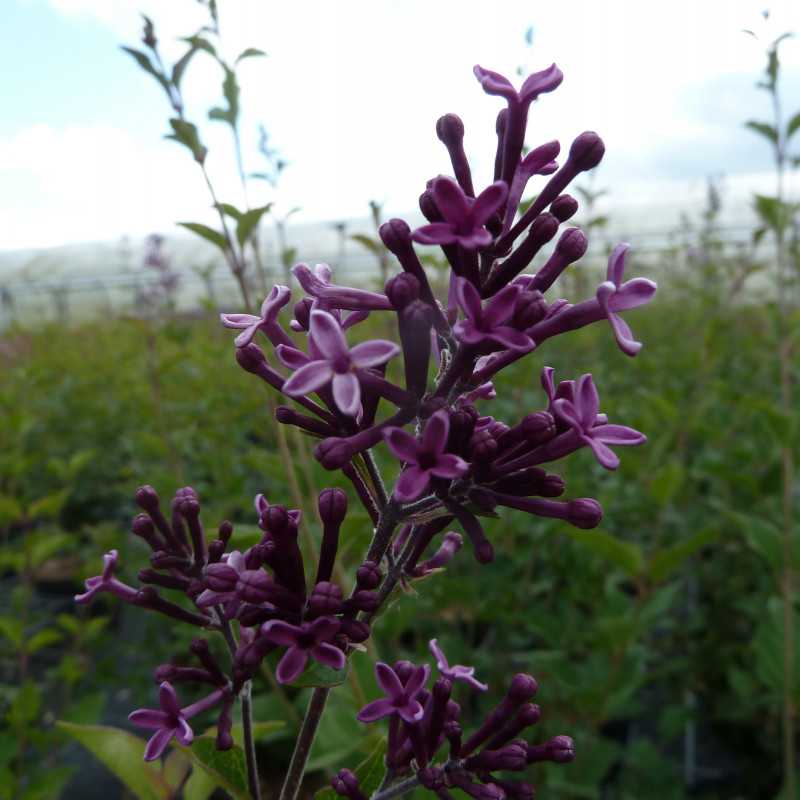 Syringa vulgaris ‘Dark Purple‘ ® - ‘smsjbp7’