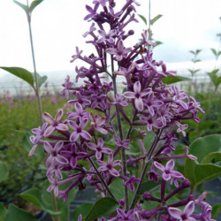 Syringa vulgaris ‘Dark Purple‘ ® - ‘smsjbp7’ - Lilas