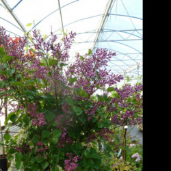 Syringa vulgaris ‘Dark Purple‘ ® - ‘smsjbp7’