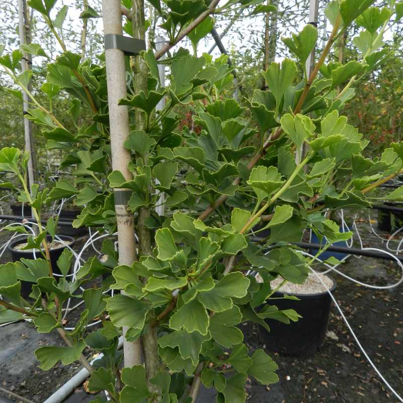 Ginkgo biloba ‘Menhir’ -  Arbre aux quarante écus