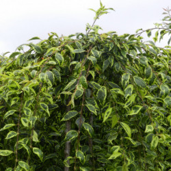 Prunus incisa ‘Frilly Frock’