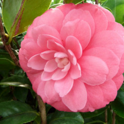 Camellia japonica Mrs Tingley