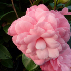 Camellia japonica Mrs Tingley