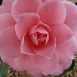 Camellia japonica Mrs Tingley