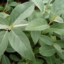 Elaeagnus commutata ‘Zempin’