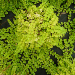 Lysimachia nummularia Goldilocks