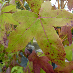 Liquidambar styraciflua ‘Golden Sun’