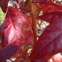 Liquidambar styraciflua ‘Golden Sun’