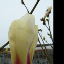 Magnolia ‘Sunrise’