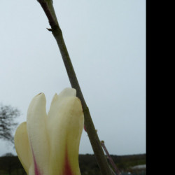 Magnolia ‘Sunrise’