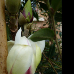 Magnolia ‘Sunrise’