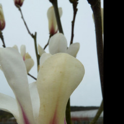 Magnolia ‘Sunrise’