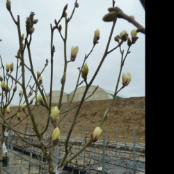 Magnolia ‘Sunrise’