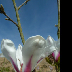 Magnolia ‘Sunrise’