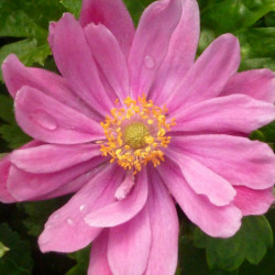 Anemone × hybrida ‘Pamina’