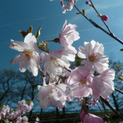 Prunus ‘Accolade’