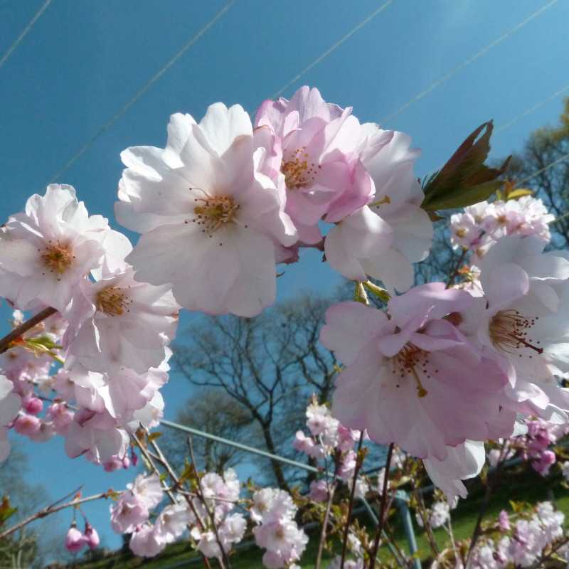 Prunus ‘Accolade’