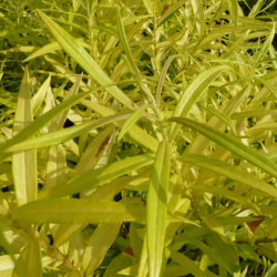 Salix udensis ‘Golden Sunshine’