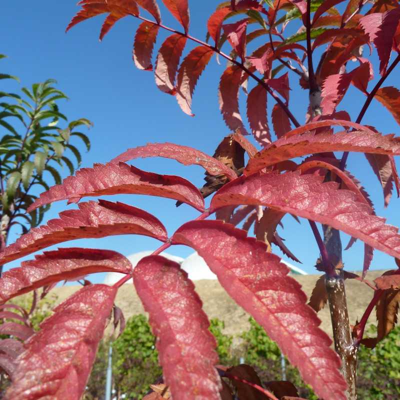 Sorbus aucuparia ‘Fingerprint’