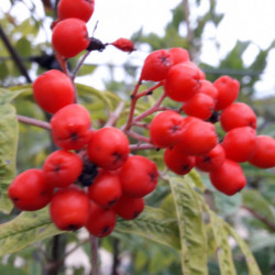 Sorbus aucuparia ‘Fingerprint’