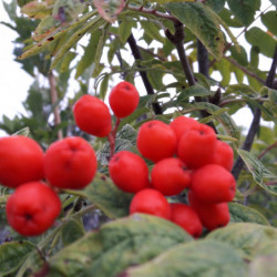 Sorbus aucuparia ‘Fingerprint’