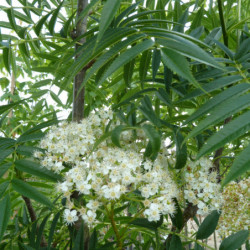 Sorbus ‘Dodong’ - Sorbier dodong