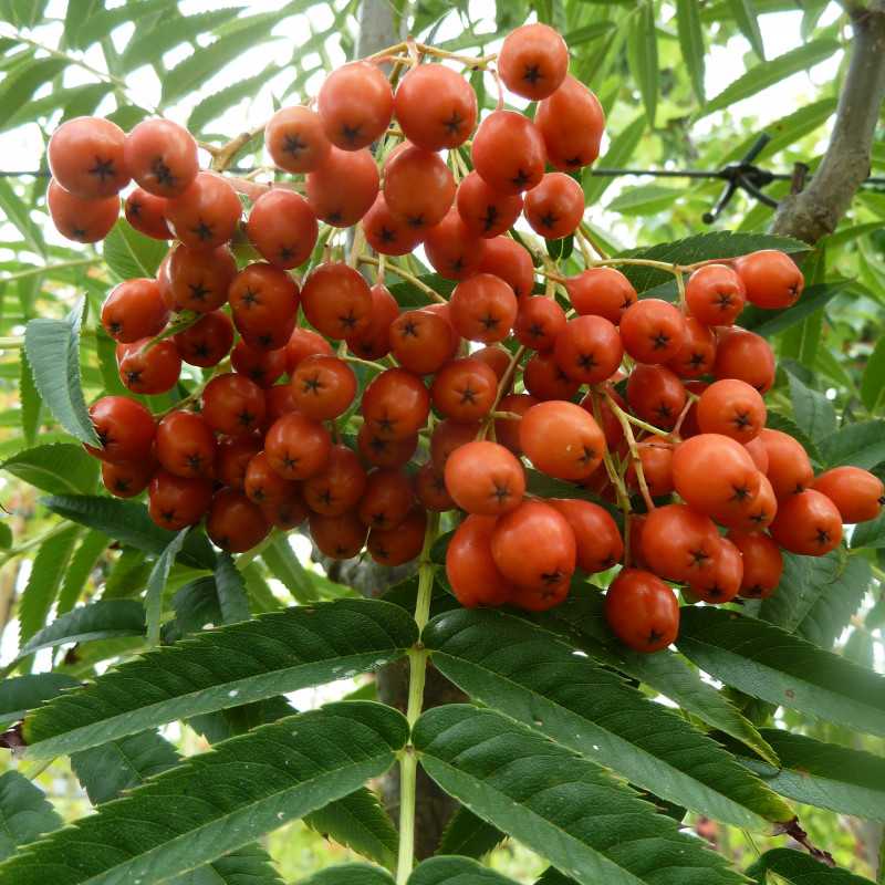 Sorbus ‘Dodong’ - Sorbier dodong