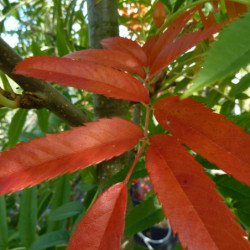 Sorbus ‘Dodong’ - Sorbier dodong