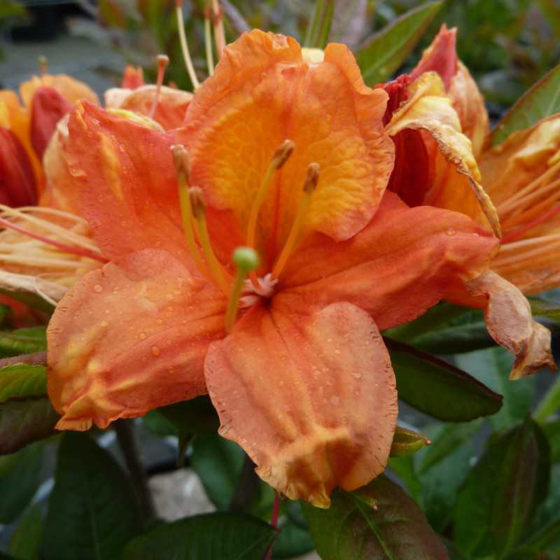 Azalea mollis Glowing Embers