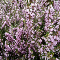 Erica arborea ‘Mediterranea’ - Bruyère