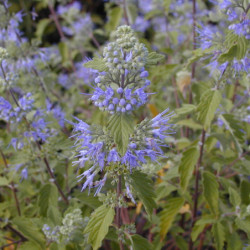 Caryopteris clandonensis Heavenly Blue