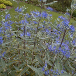 Caryopteris clandonensis Heavenly Blue