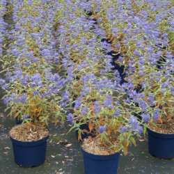 Caryopteris clandonensis Heavenly Blue