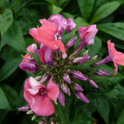 Phlox paniculata ‘Orange Perfection’