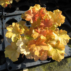 Heuchera ‘Caramel’ - Heuchère